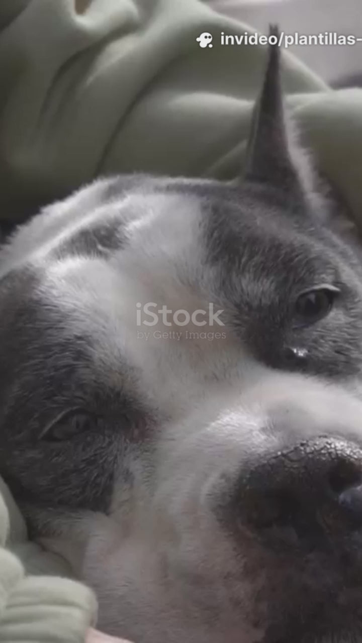 PLANTIllA ORTOPEDICA